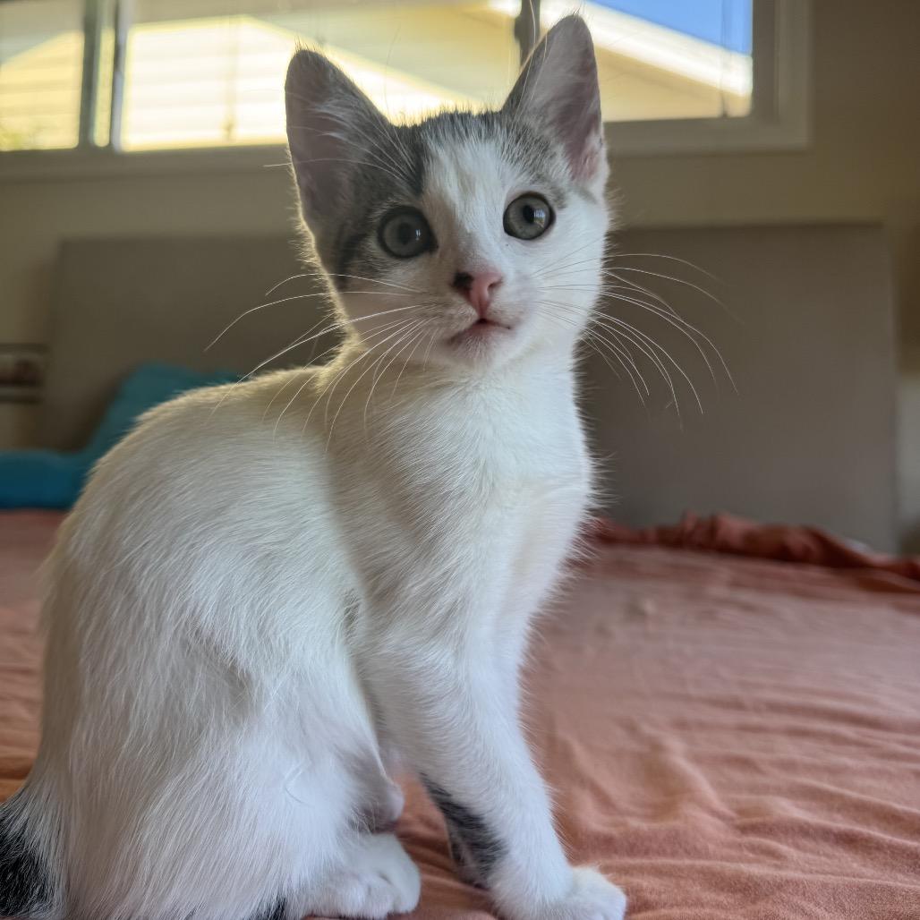 Enlarge HABANERO, a Adoptable Domestic Medium Hair in Point Richmond, CA image 6/6