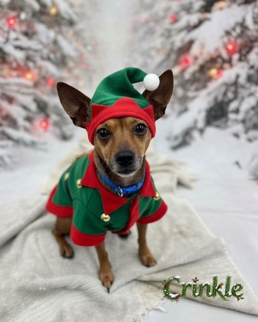 Enlarge Shylo, a Adoptable mixed breed in Princeton, BC image 1/1