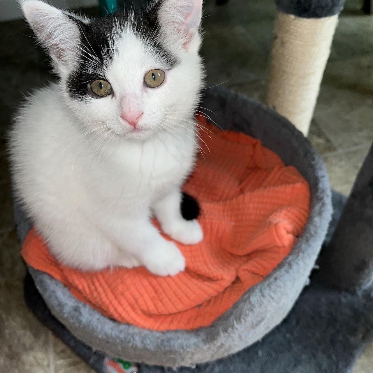 Ruby - courtesy post, a Adoptable Domestic Short Hair in Midland, MI image 1/2