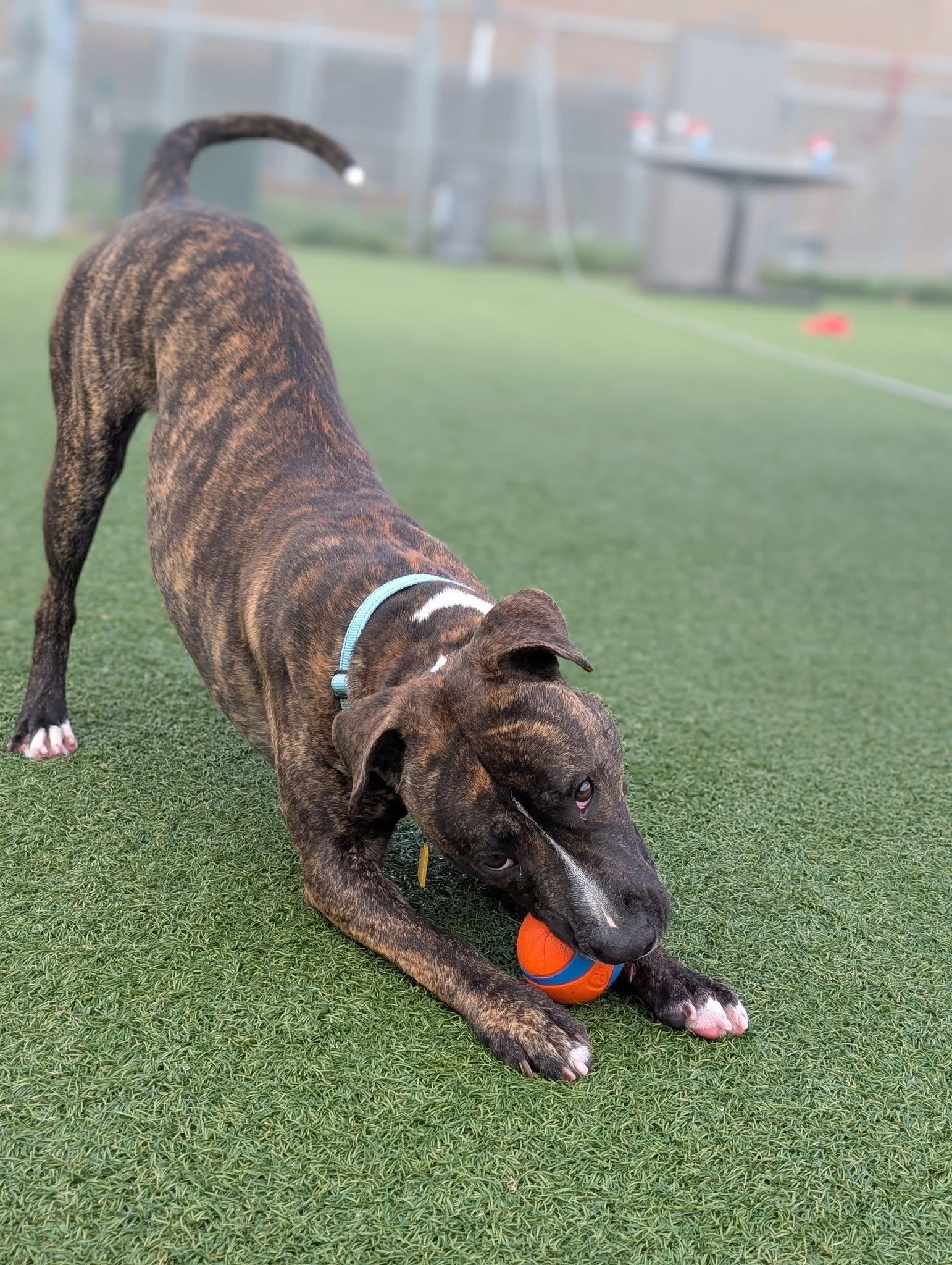 Hopper, a Adoptable mixed breed in Cleveland, OH image 6/6