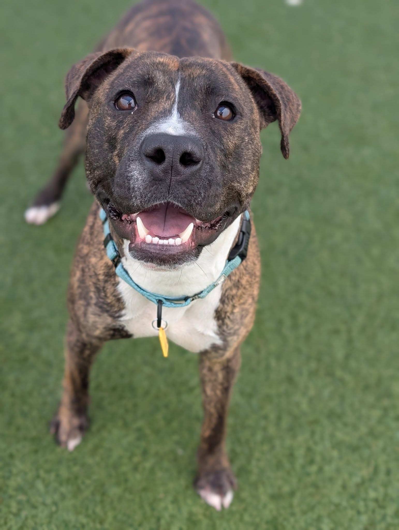 Hopper, a Adoptable mixed breed in Cleveland, OH image 4/6