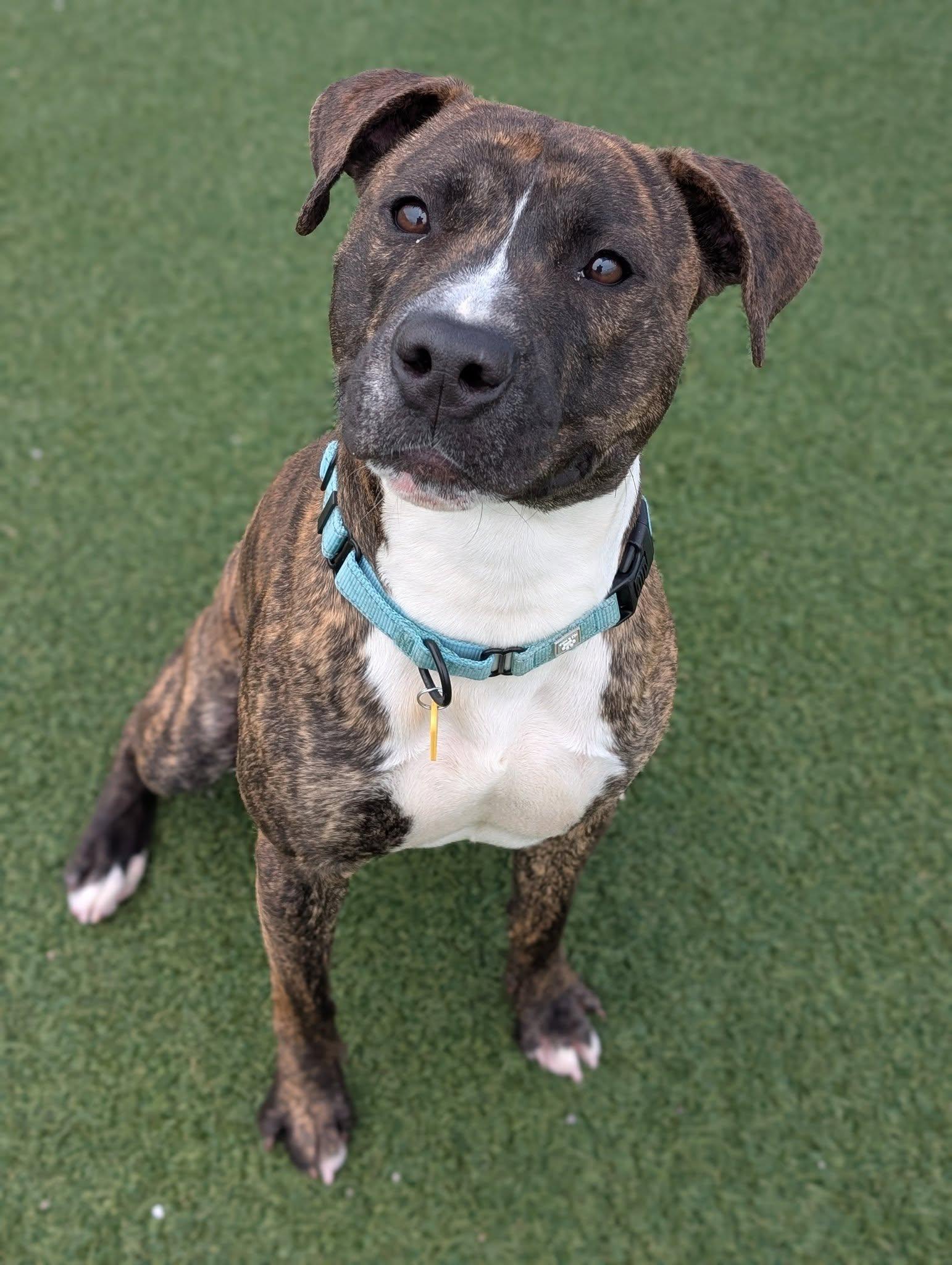 Hopper, a Adoptable mixed breed in Cleveland, OH image 2/6