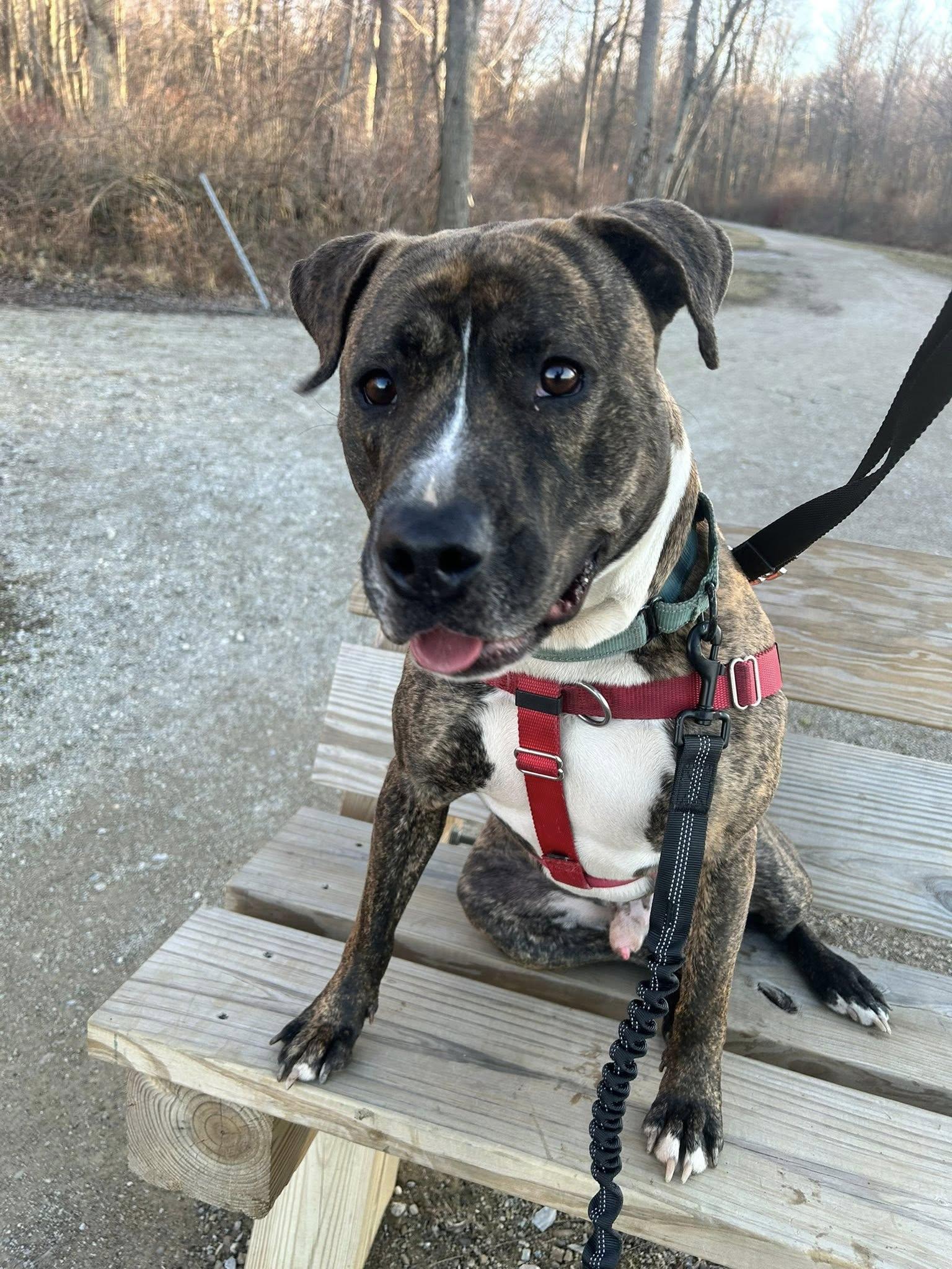 Enlarge Hopper, a Adoptable mixed breed in Cleveland, OH image 6/6