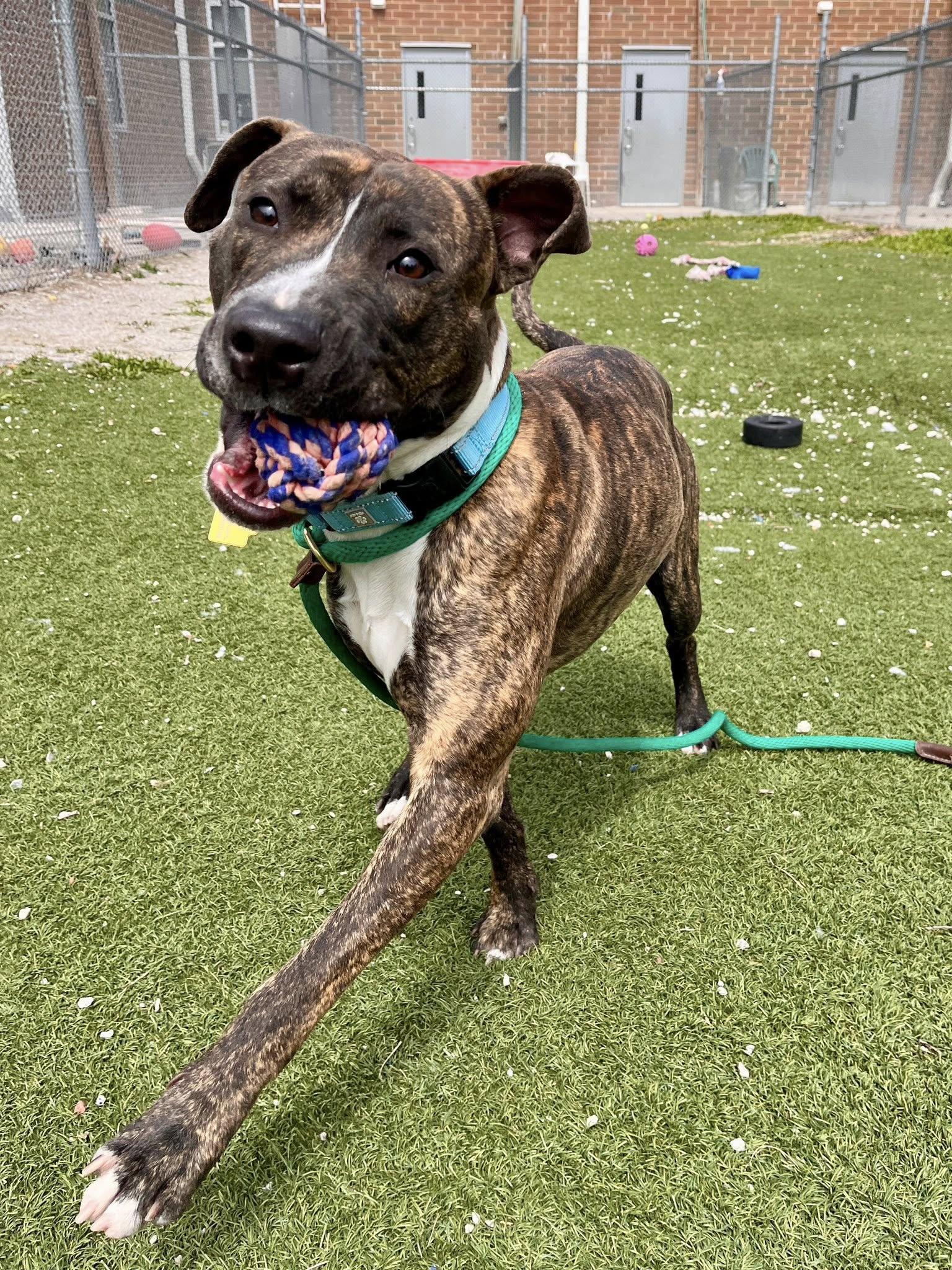 Hopper, a Adoptable mixed breed in Cleveland, OH image 3/6