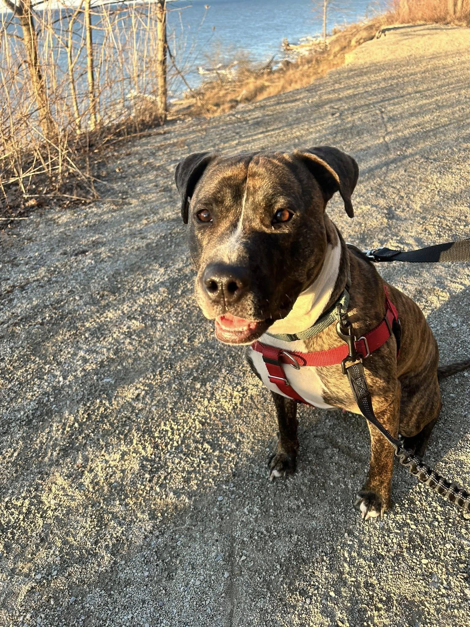 Hopper, Adoptable, Young Male Terrier & Pit Bull Terrier.