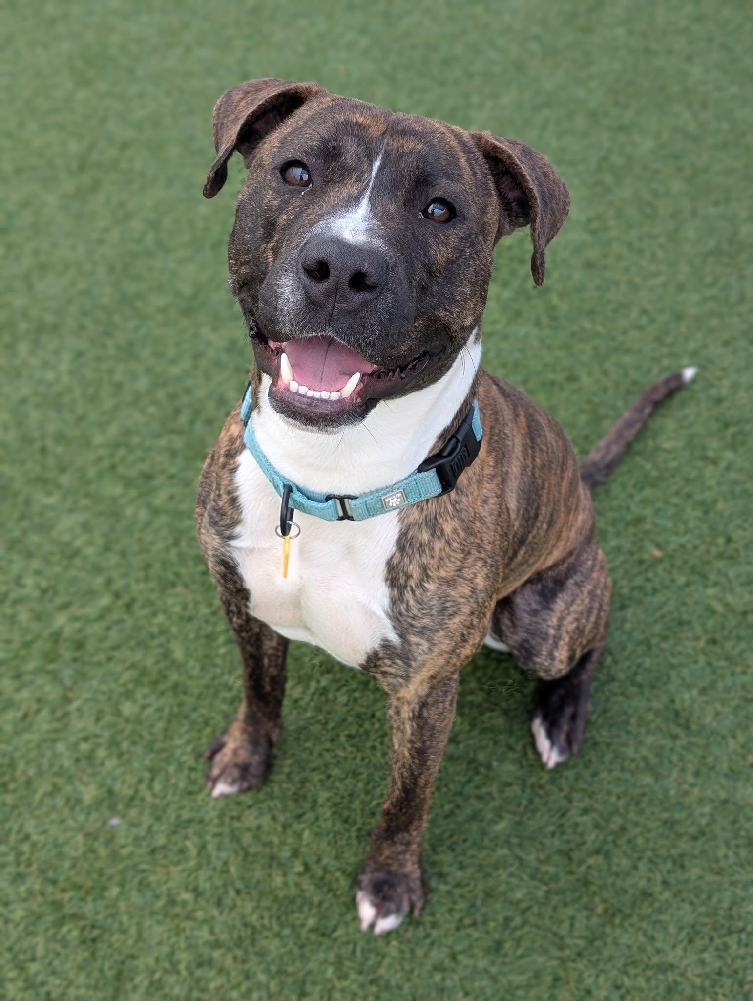 Hopper, a Adoptable mixed breed in Cleveland, OH image 1/6