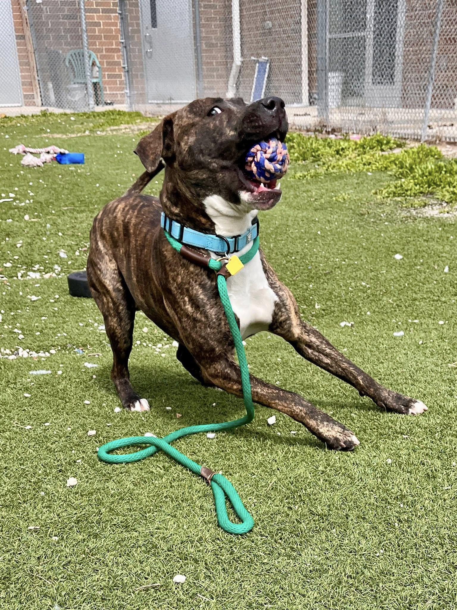 Hopper, a Adoptable mixed breed in Cleveland, OH image 5/6