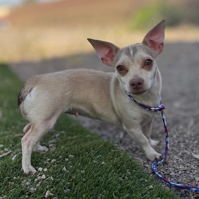 Enlarge Goofy, a Adoptable mixed breed in Bullhead City, AZ image 1/1