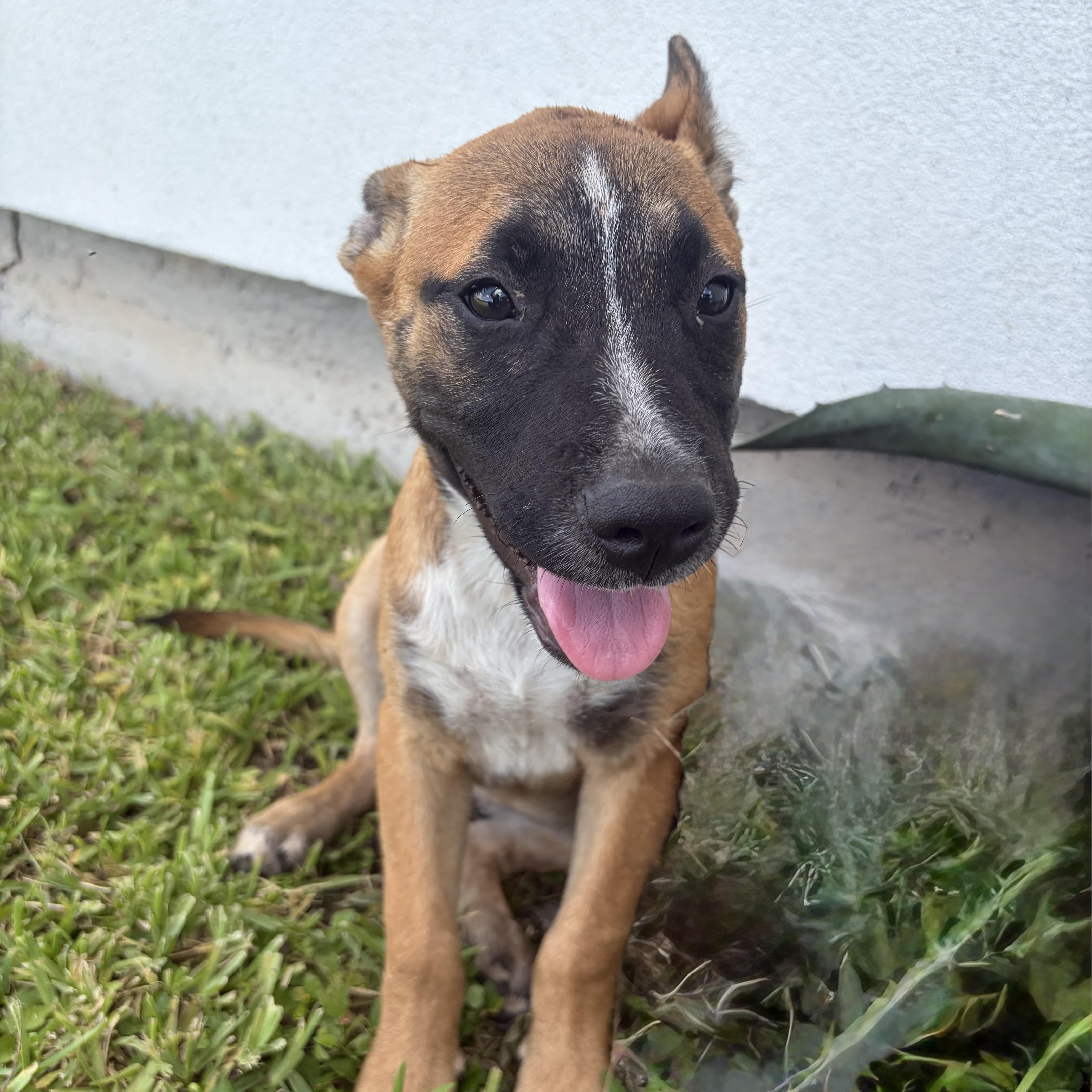 Enlarge Lexie, a Adoptable Black Mouth Cur in Minneapolis , MN image 2/4