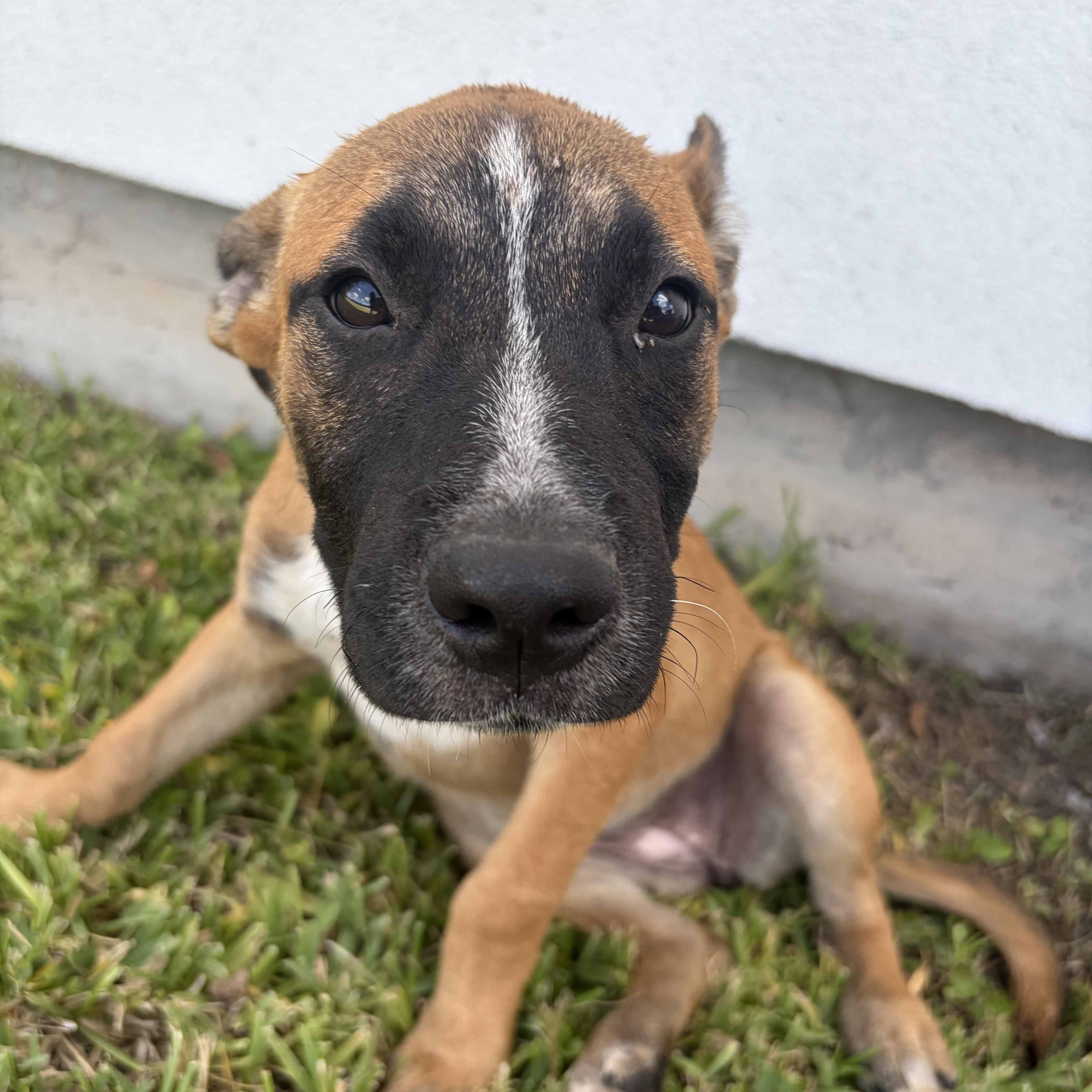 Enlarge Lexie, a Adoptable Black Mouth Cur in Minneapolis , MN image 3/4