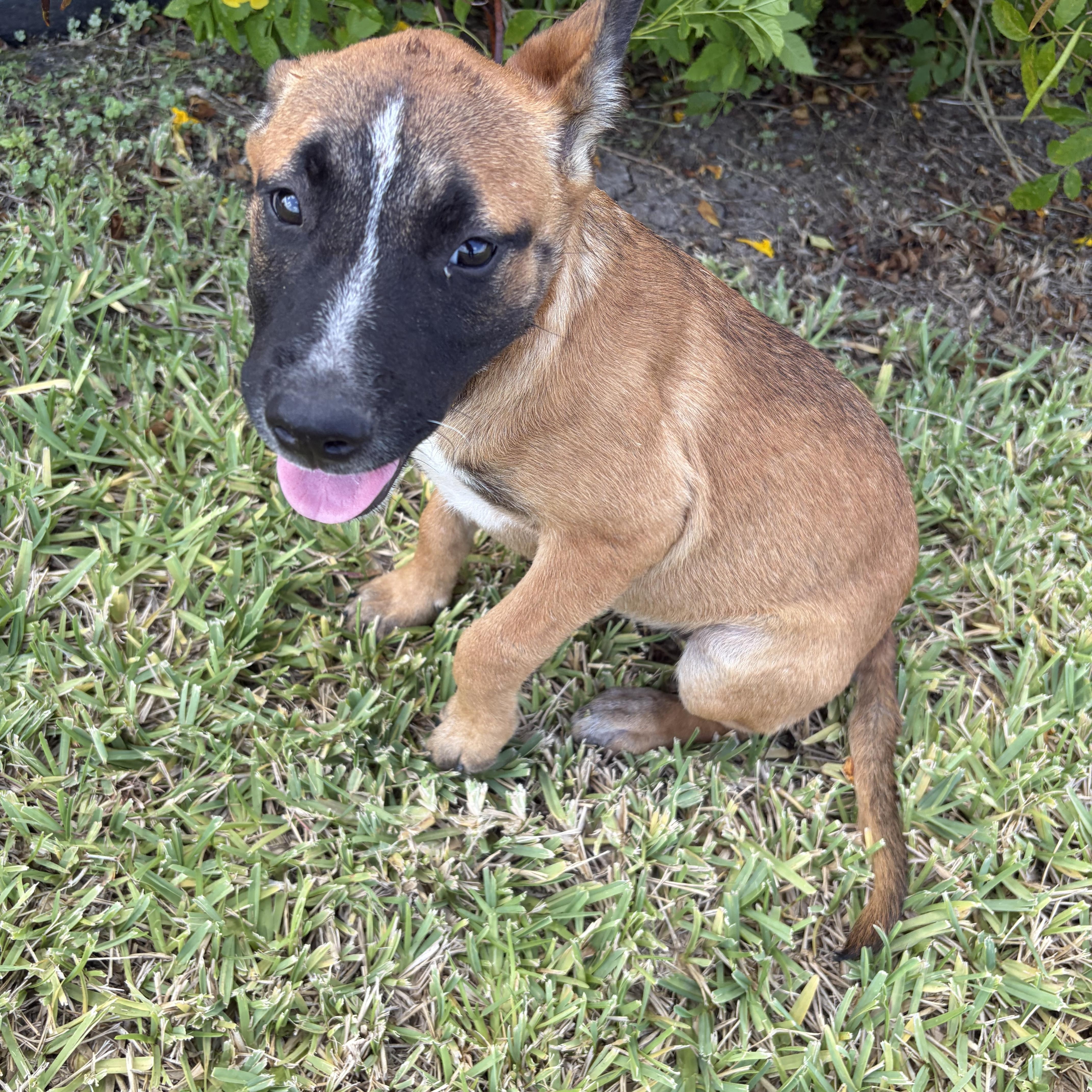 Enlarge Lexie, a Adoptable Black Mouth Cur in Minneapolis , MN image 4/4