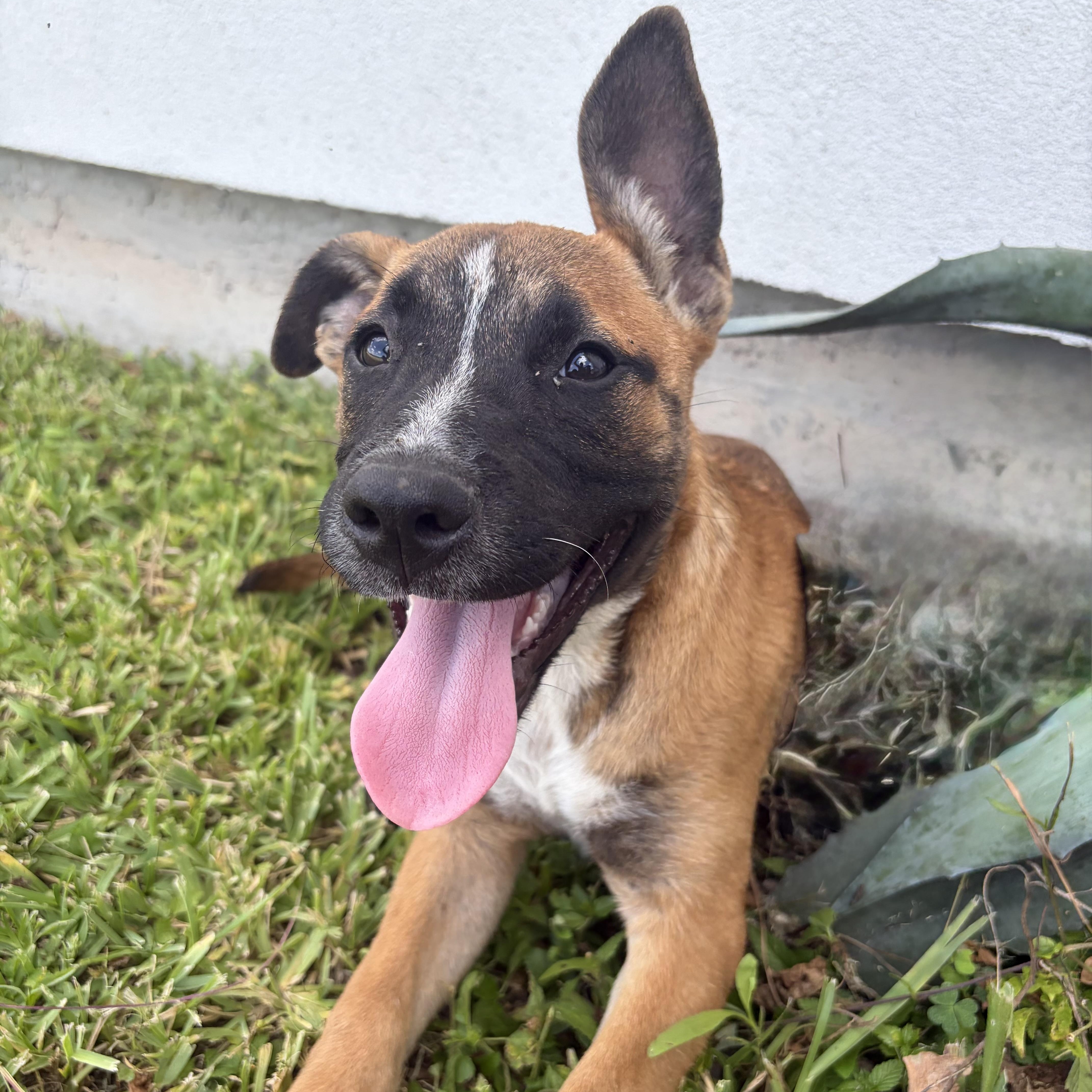 Enlarge Lexie, a Adoptable Black Mouth Cur in Minneapolis , MN image 1/4