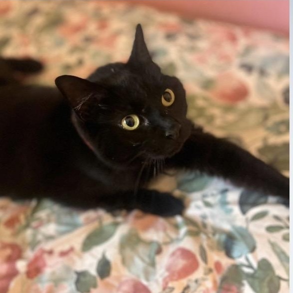 Rogue, ADOPTABLE, Adult Female Domestic Short Hair.