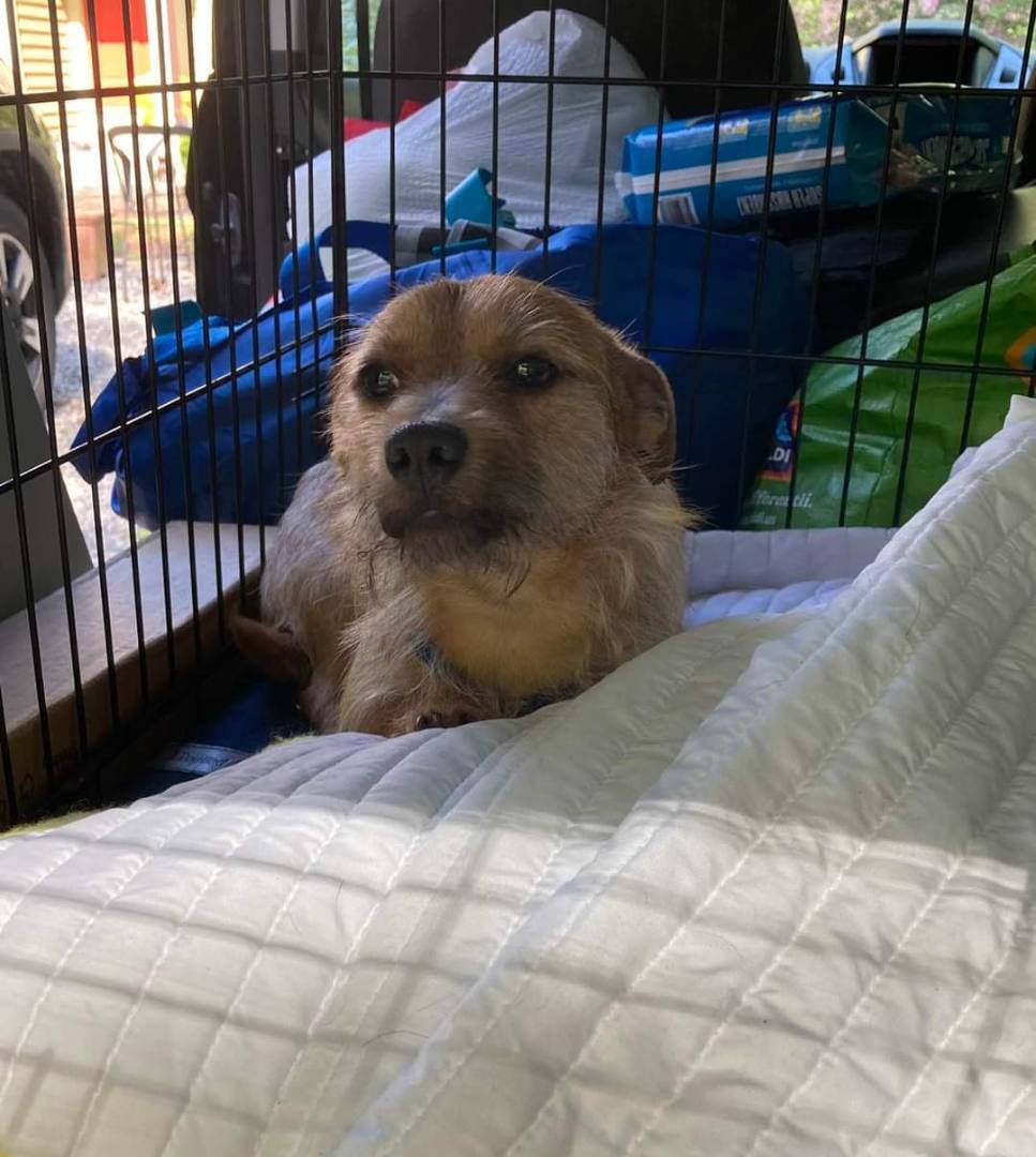 Toto, Adopted, Puppy Male Terrier.