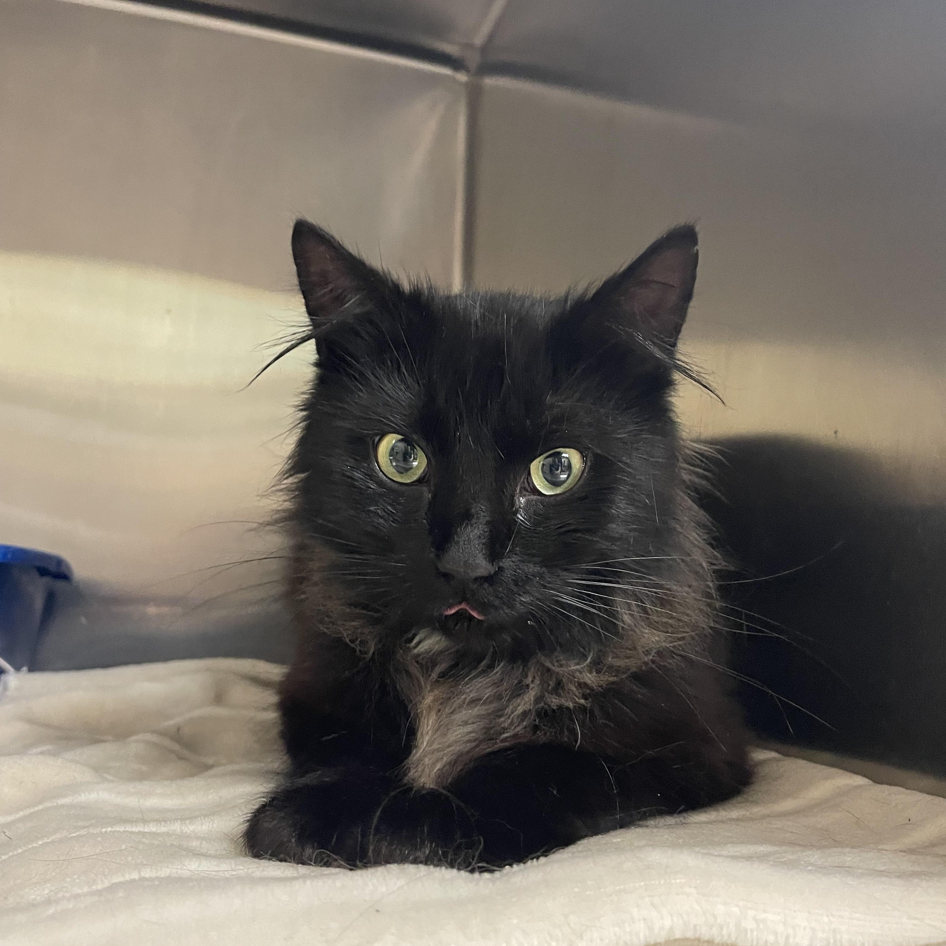 Robin, adoptable, Young Male Domestic Long Hair.