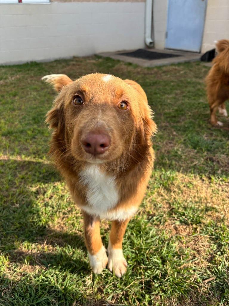 Danish, Adopted, Adult Male Australian Shepherd & Mixed Breed.