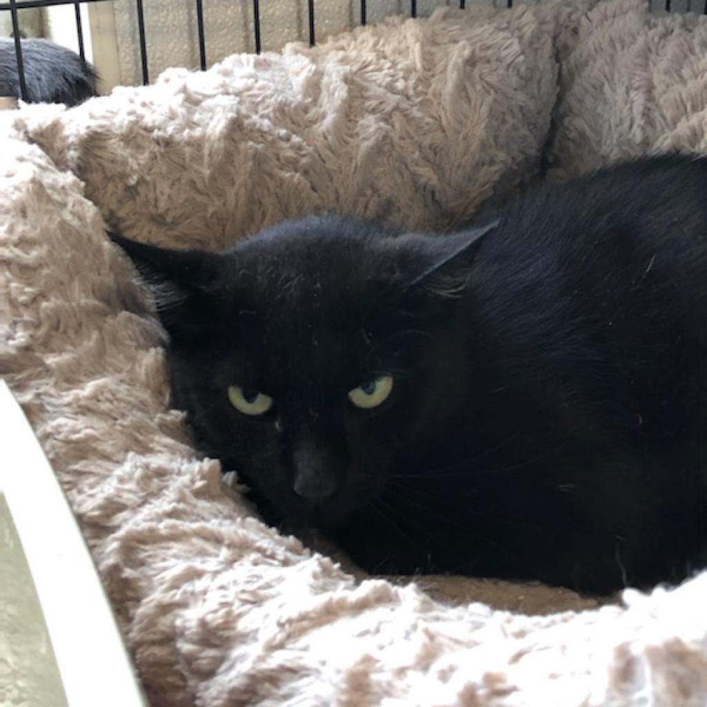 Snoot #20-19, Adoptable, Senior Female Domestic Short Hair.