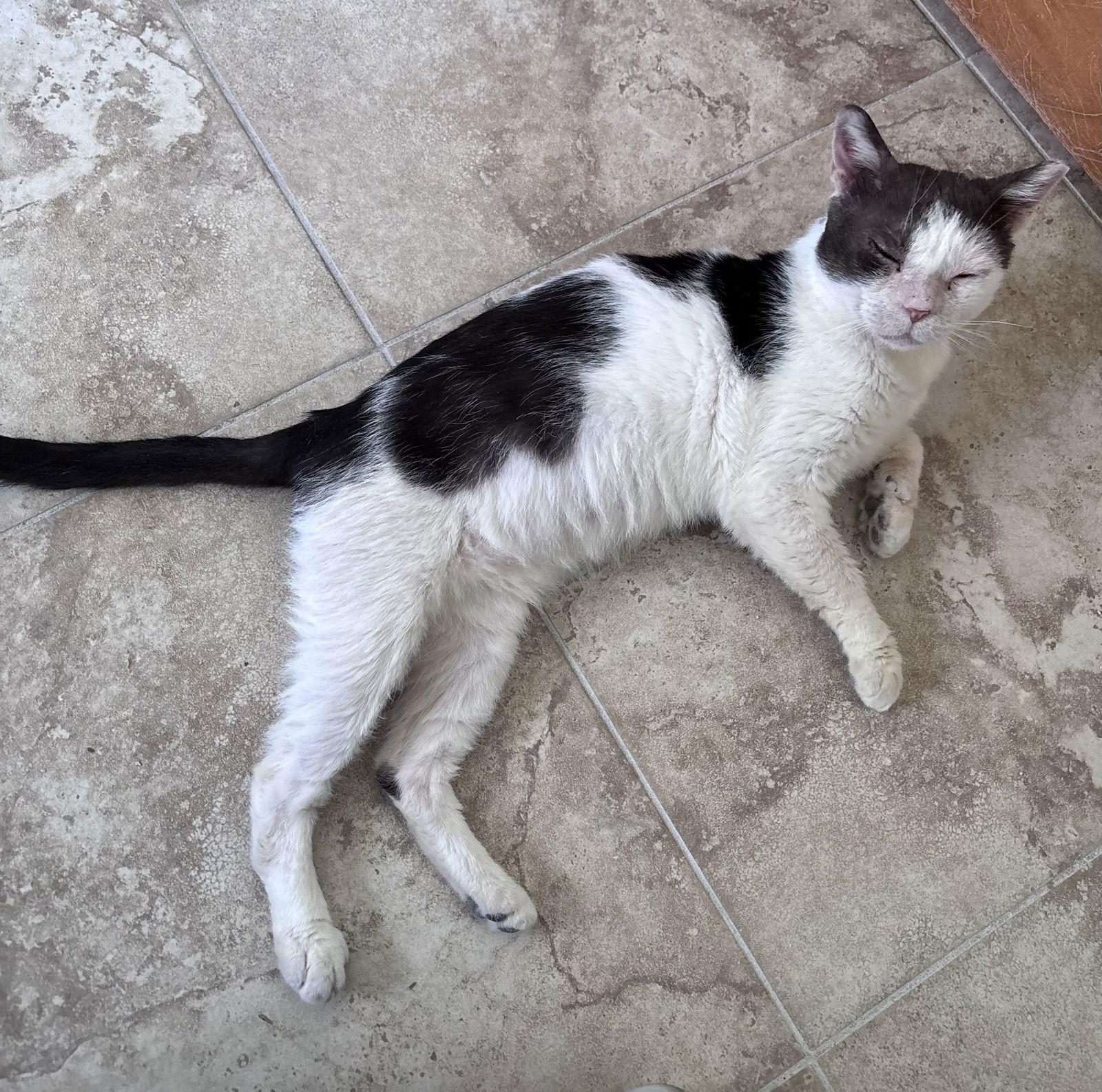 Enlarge Trooper, a Adoptable Domestic Short Hair in West Palm Beach, FL image 1/3