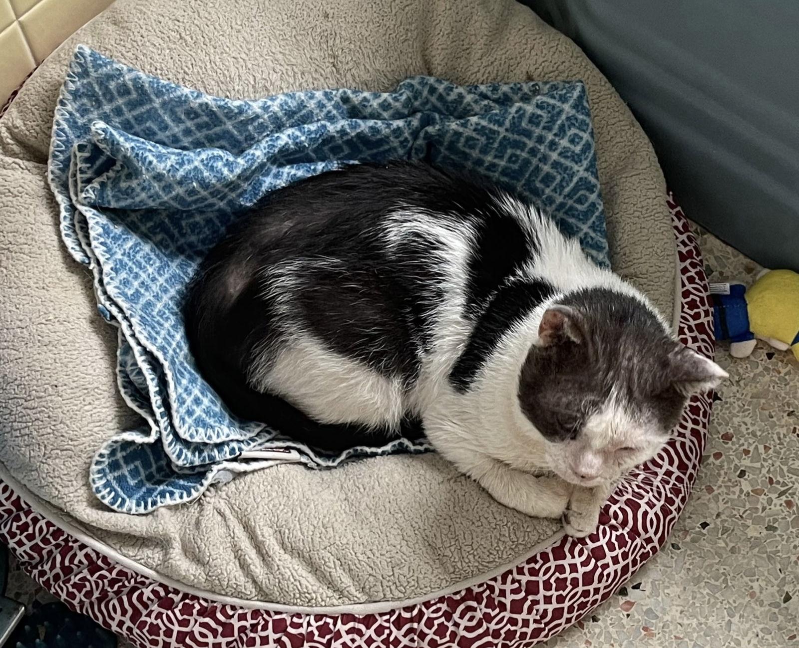 Enlarge Trooper, a Adoptable Domestic Short Hair in West Palm Beach, FL image 2/3