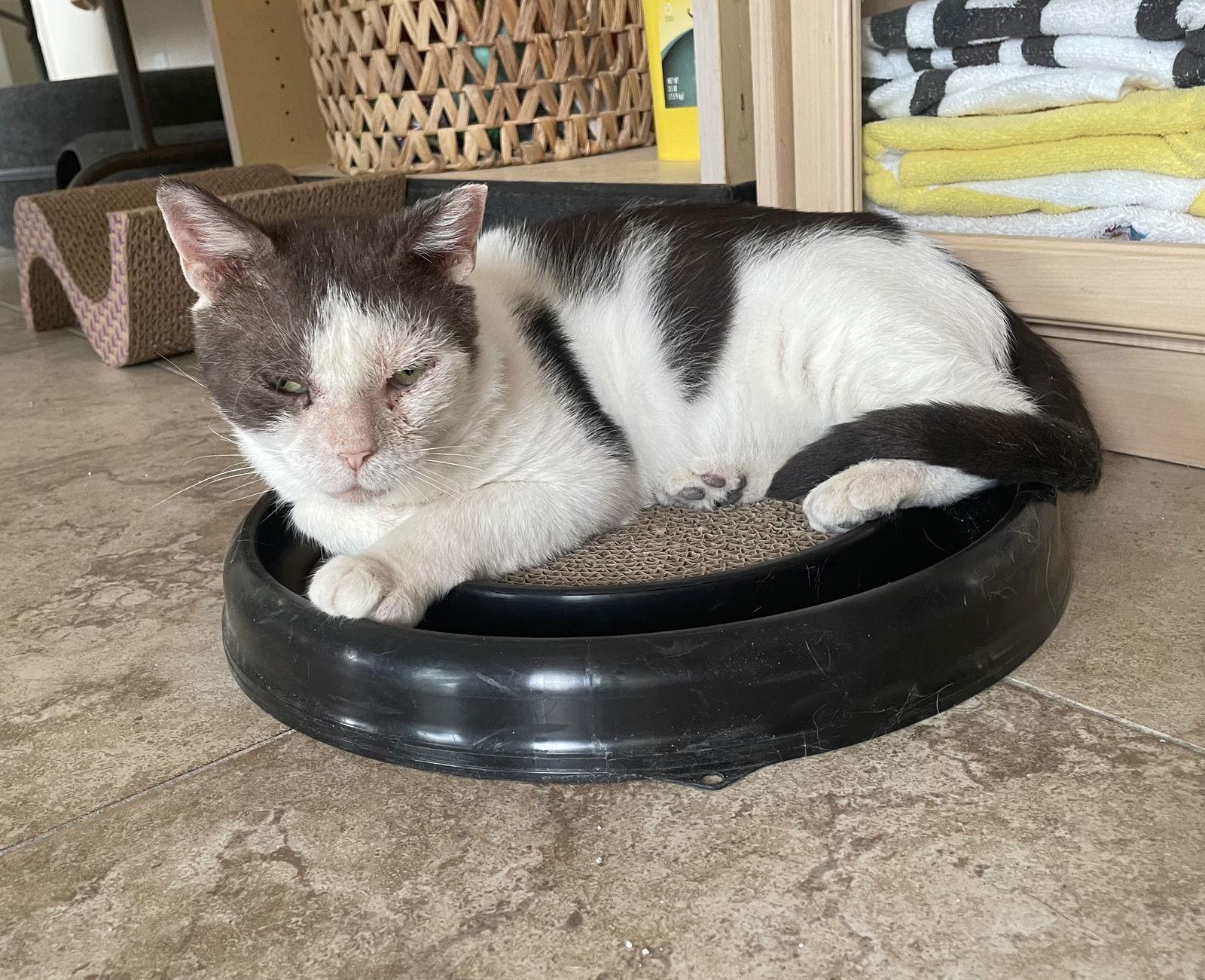 Enlarge Trooper, a Adoptable Domestic Short Hair in West Palm Beach, FL image 3/3