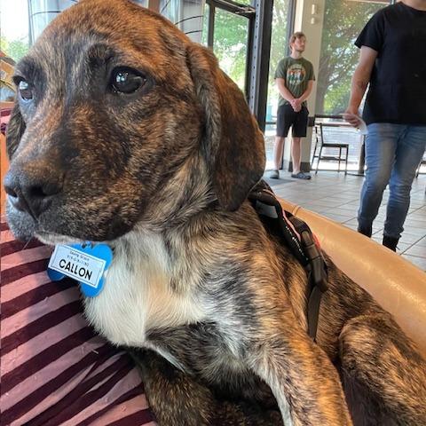 Callan, Adoptable, Puppy Male Hound.