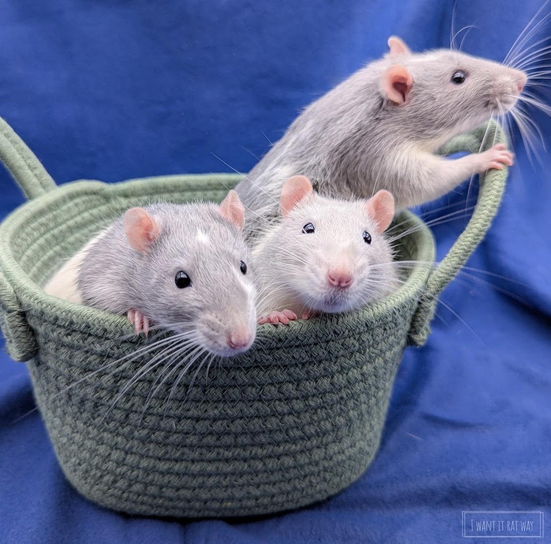 Rafe, Ari and Uni