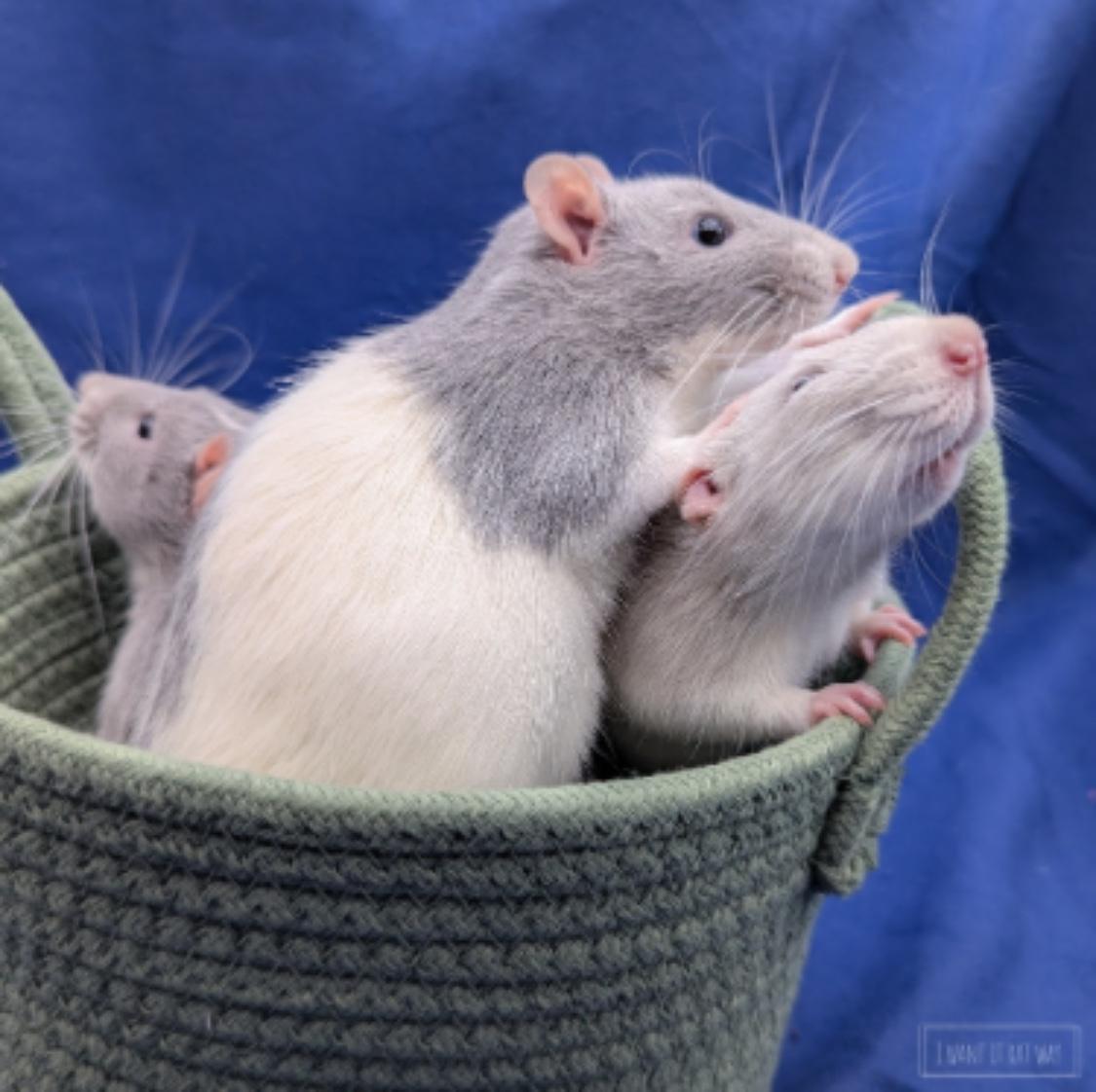 Rafe, Ari and Uni