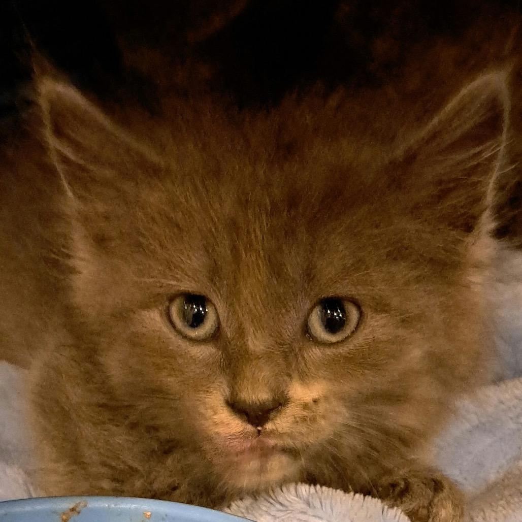 katie, Adoptable, Kitten Female Domestic Short Hair.