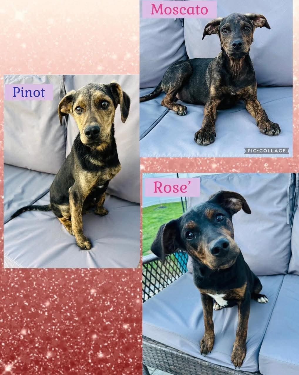 Enlarge Rose, a ADOPTABLE mixed breed in Washington , PA image 1/1