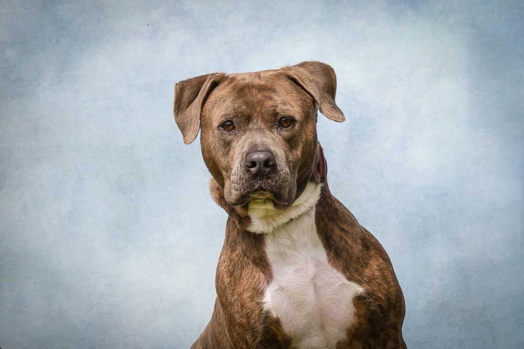 Major, Adoptable, Senior Male Pit Bull Terrier.