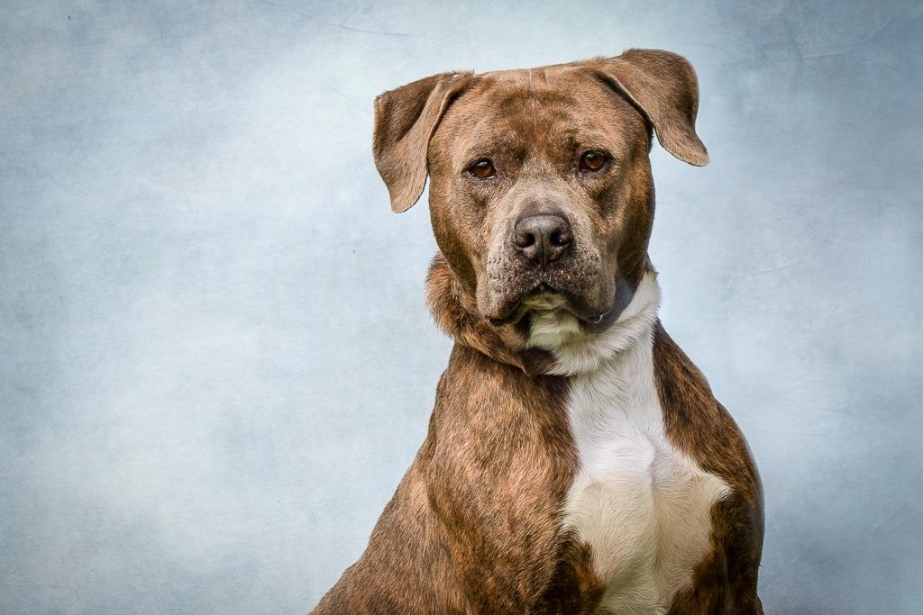 Enlarge Major, a Adoptable Pit Bull Terrier in Sebastian, FL image 2/6