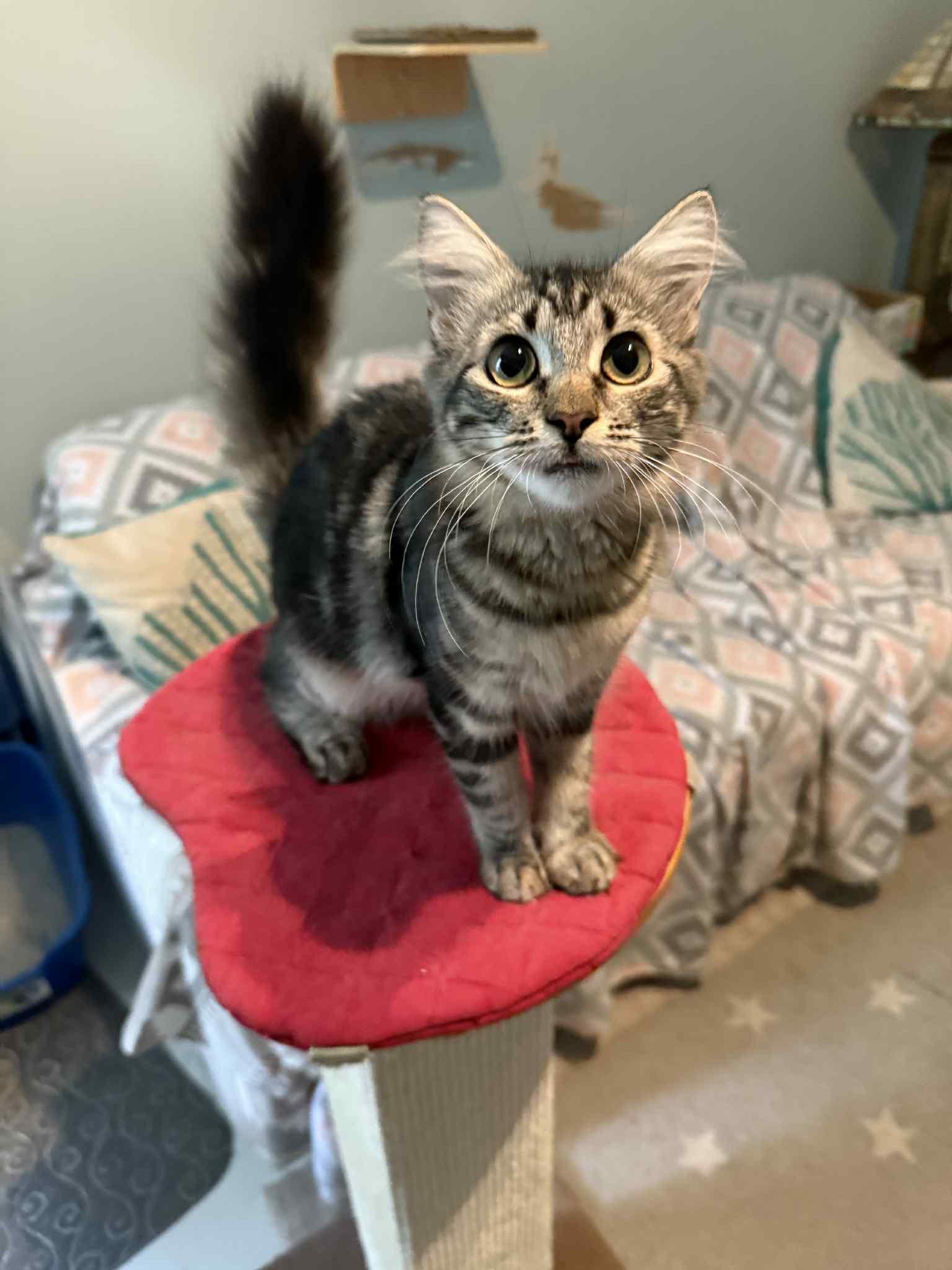 Enlarge Miney, a Adoptable mixed breed in Lighthouse Point, FL image 1/2