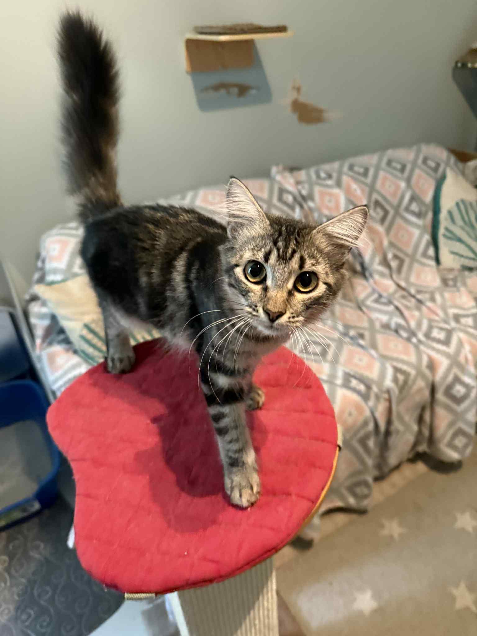 Enlarge Miney, a Adoptable mixed breed in Lighthouse Point, FL image 2/2