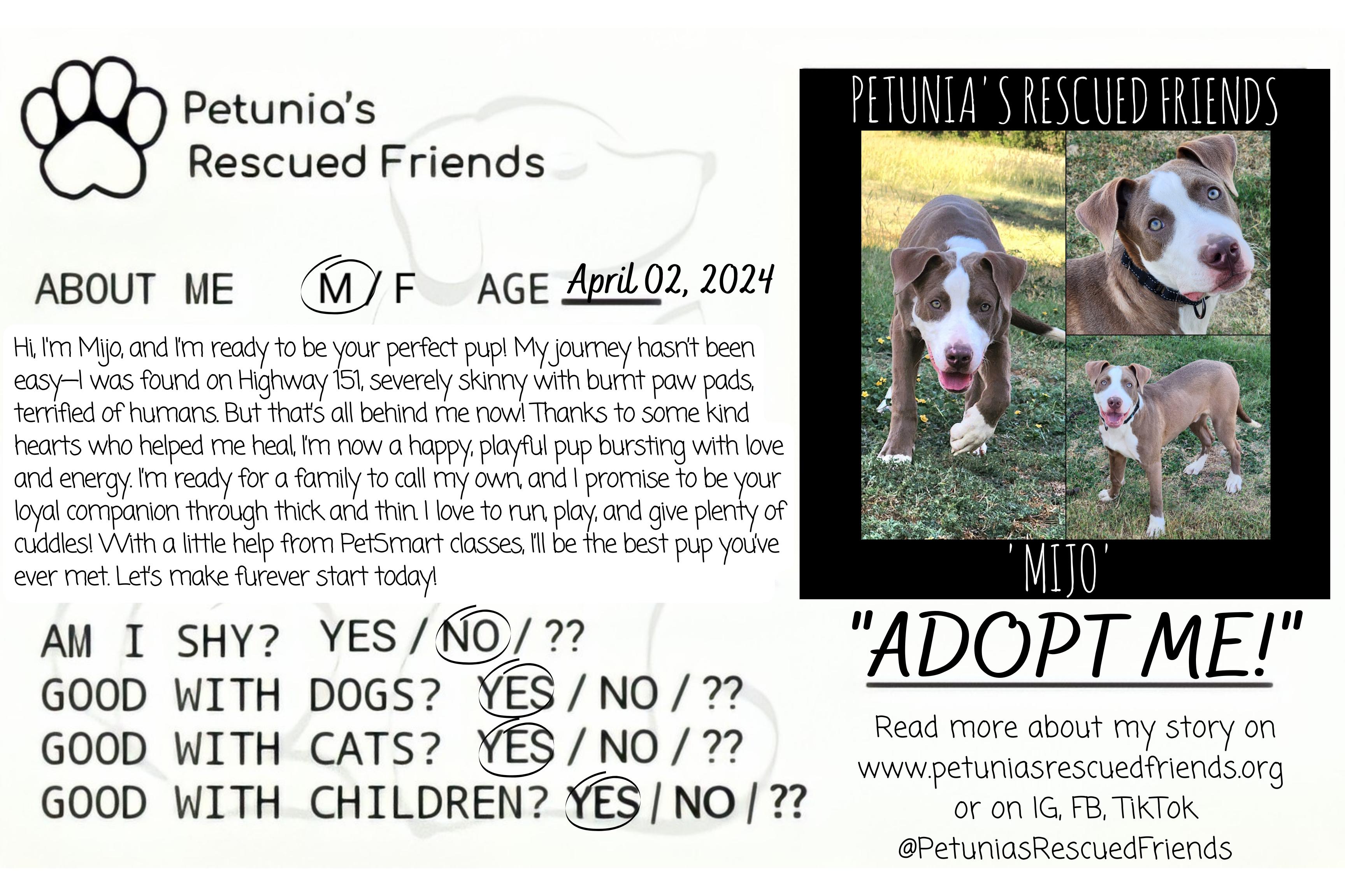 Enlarge Mijo, a Adoptable mixed breed in Castroville, TX image 1/2