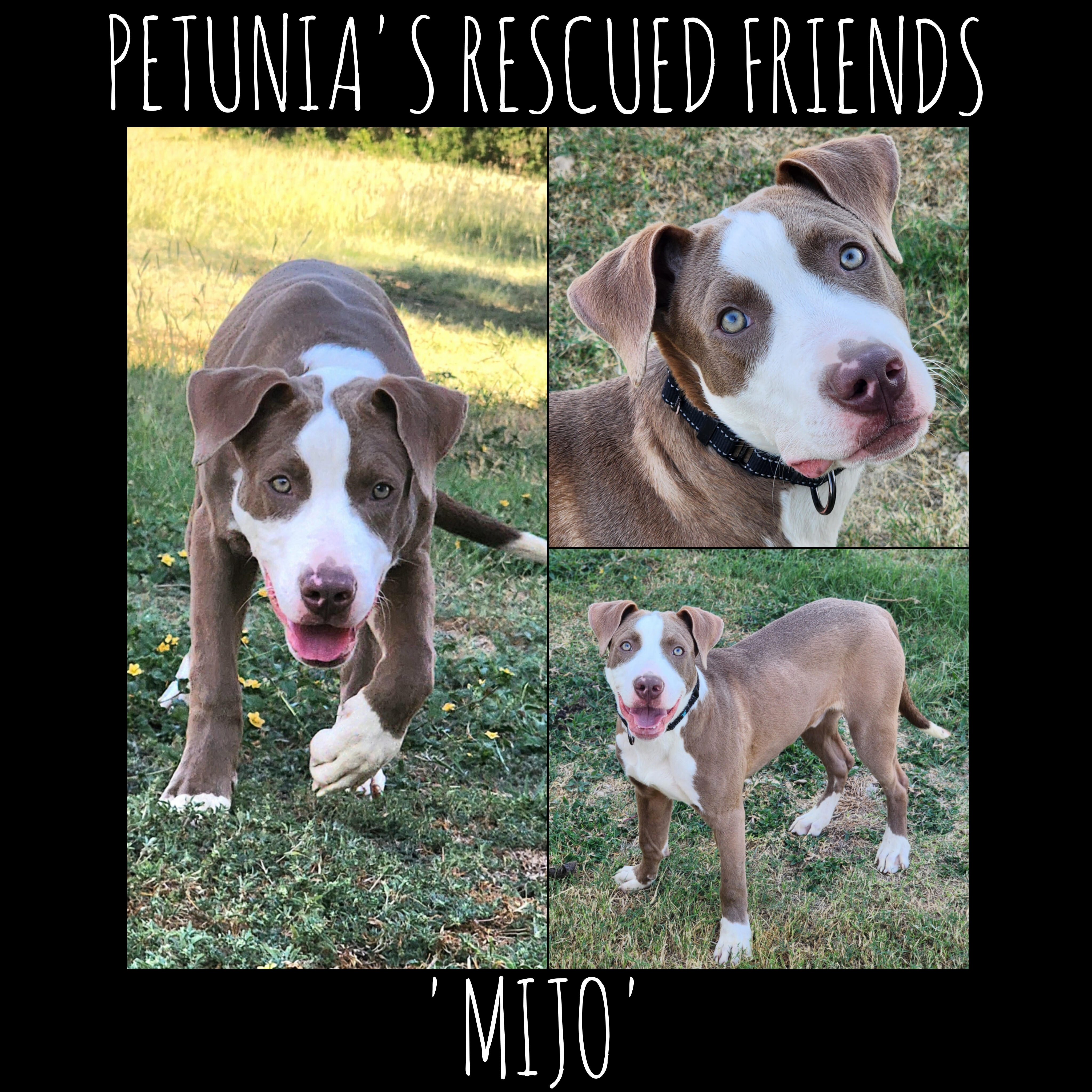 Enlarge Mijo, a Adoptable mixed breed in Castroville, TX image 2/2