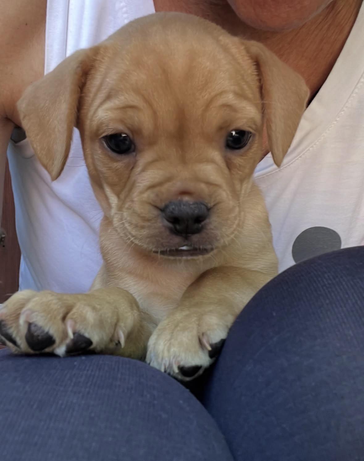 Josephine, an adopted mixed breed in Pasadena, CA image 2/4
