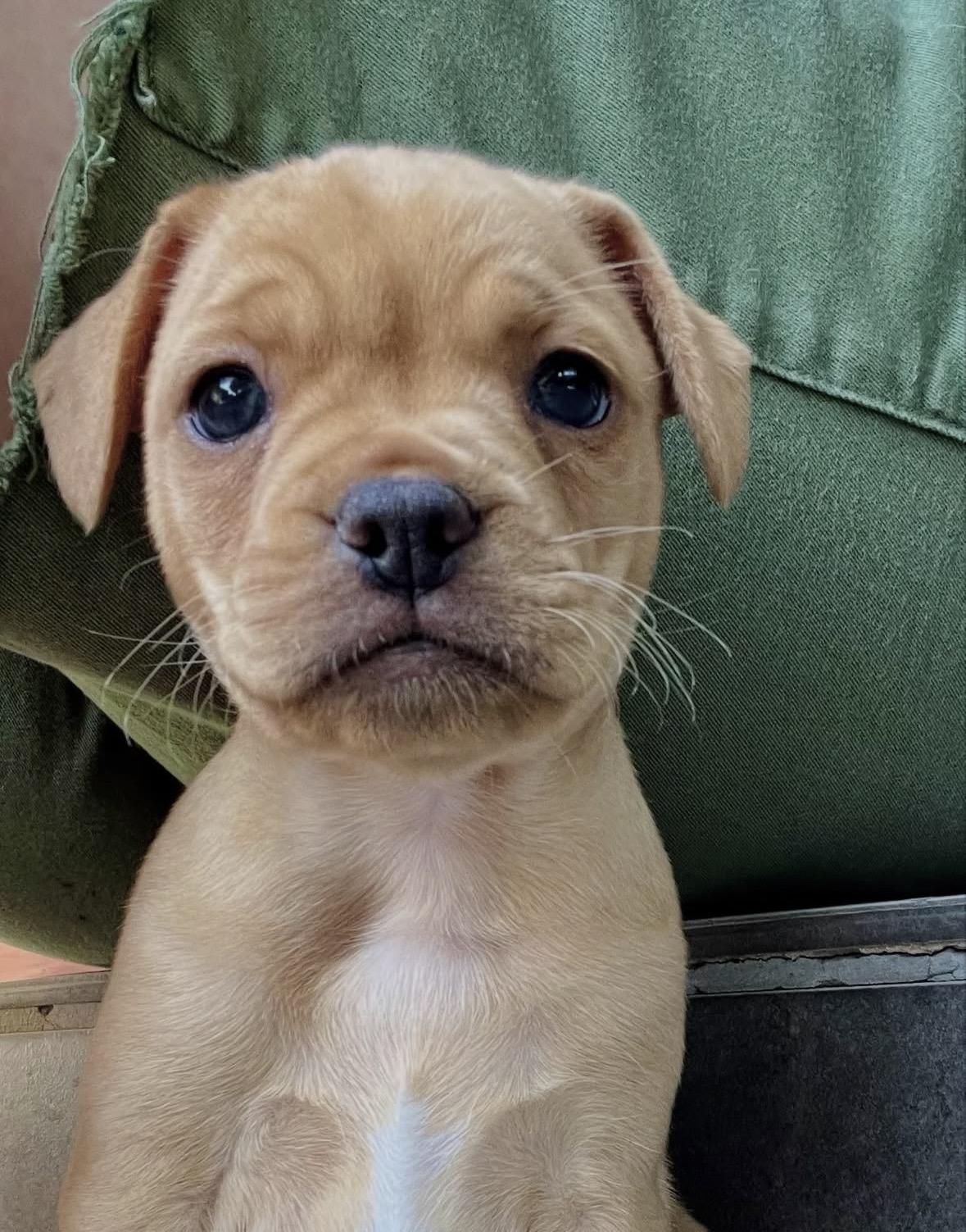 Josephine, adopted, Puppy Female Pit Bull Terrier.