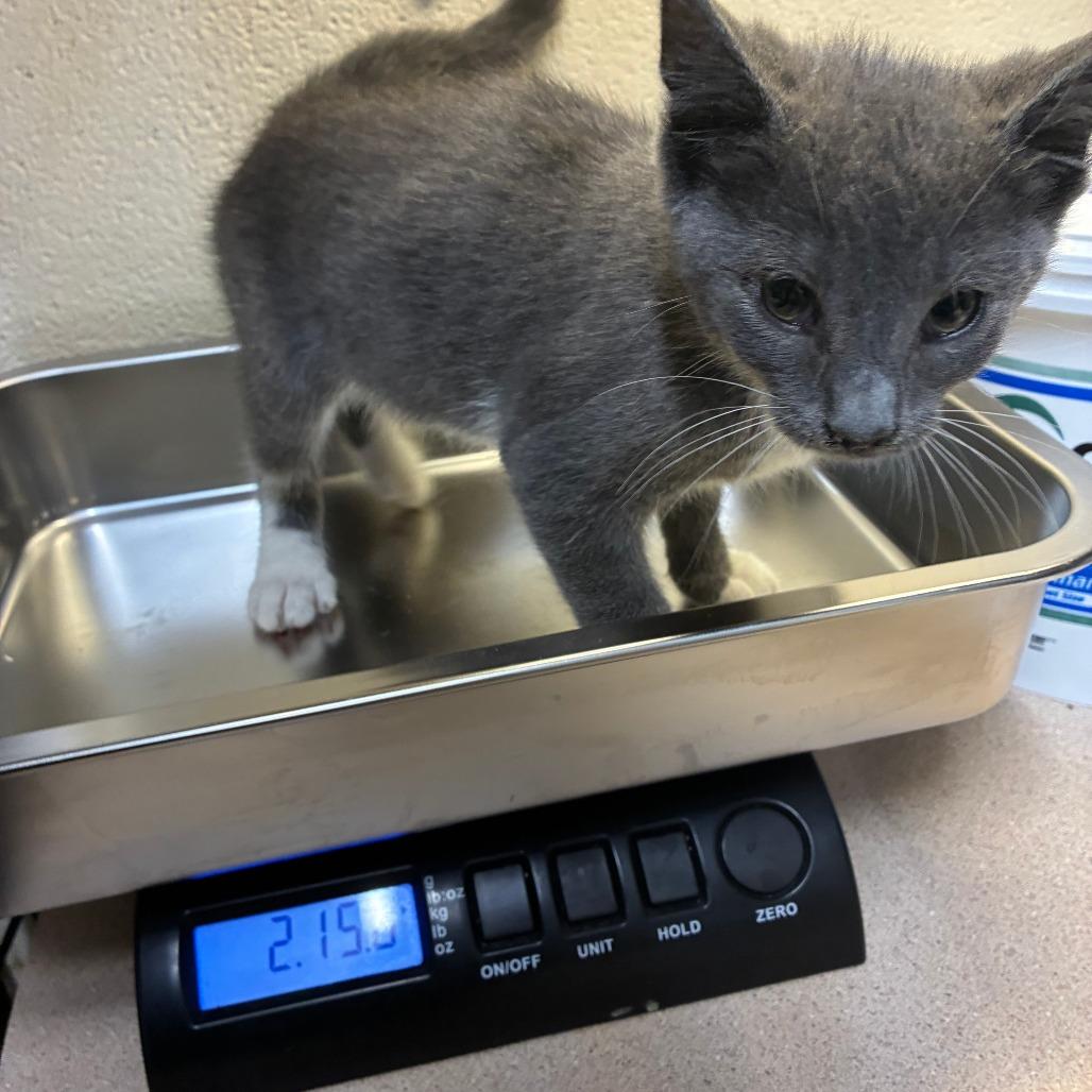 Ash, Adoptable, Kitten Male American Shorthair.