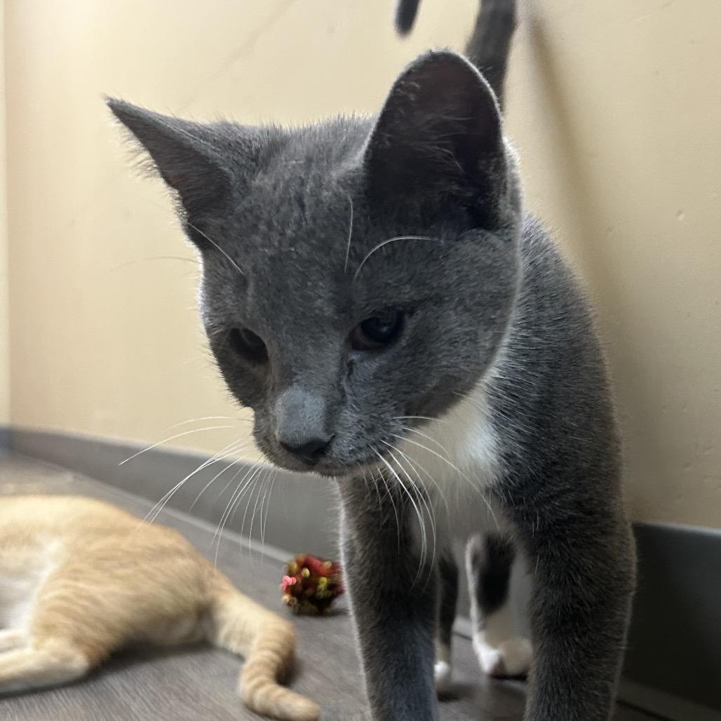 Enlarge Ash, a Adoptable American Shorthair in Danville, KY image 2/2
