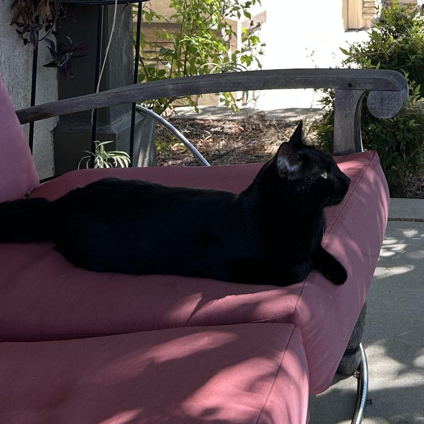 Enlarge Wednesday, an adoptable Domestic Short Hair in San Luis Obispo, CA image 2/4