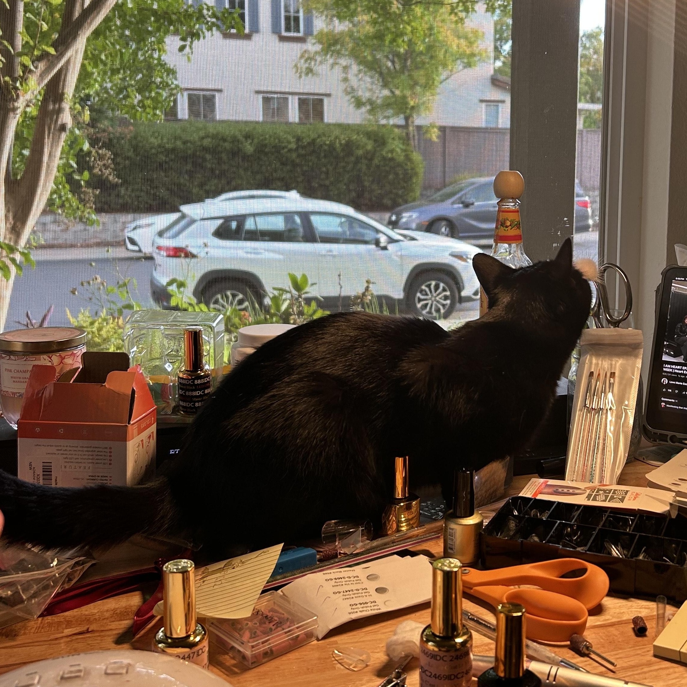 Enlarge Wednesday, an adoptable Domestic Short Hair in San Luis Obispo, CA image 3/4