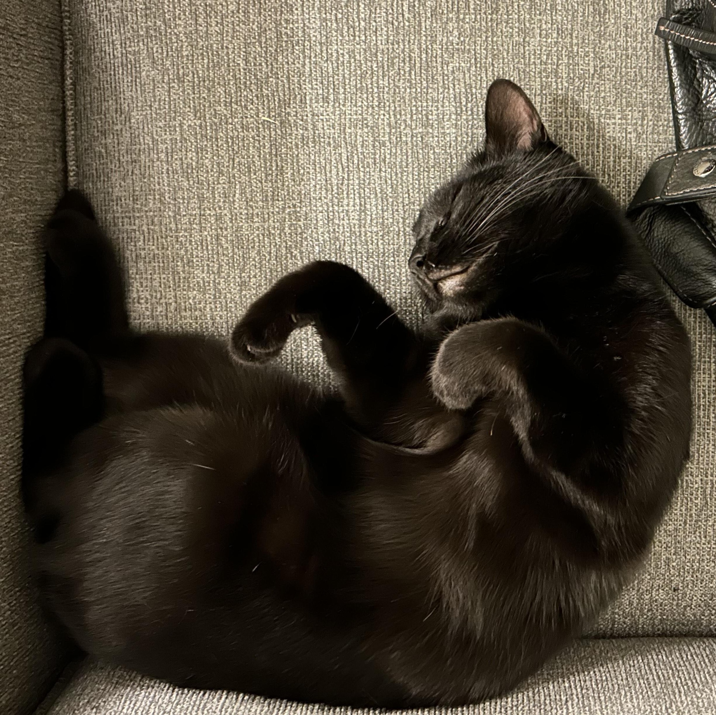 Enlarge Wednesday, an adoptable Domestic Short Hair in San Luis Obispo, CA image 1/4