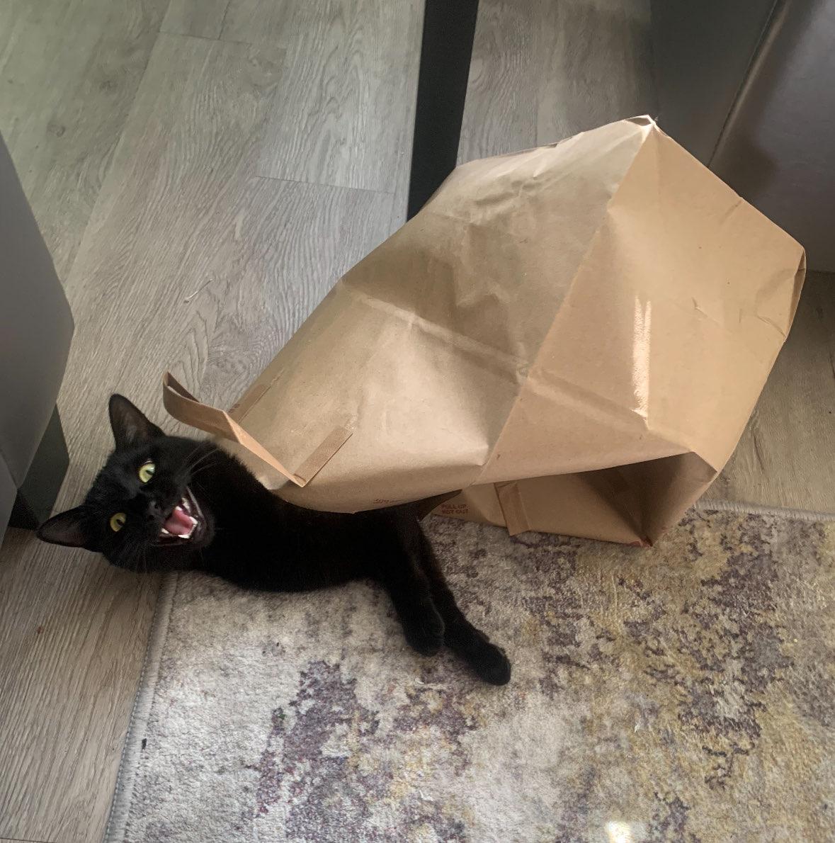 Enlarge Wednesday, an adoptable Domestic Short Hair in San Luis Obispo, CA image 4/4