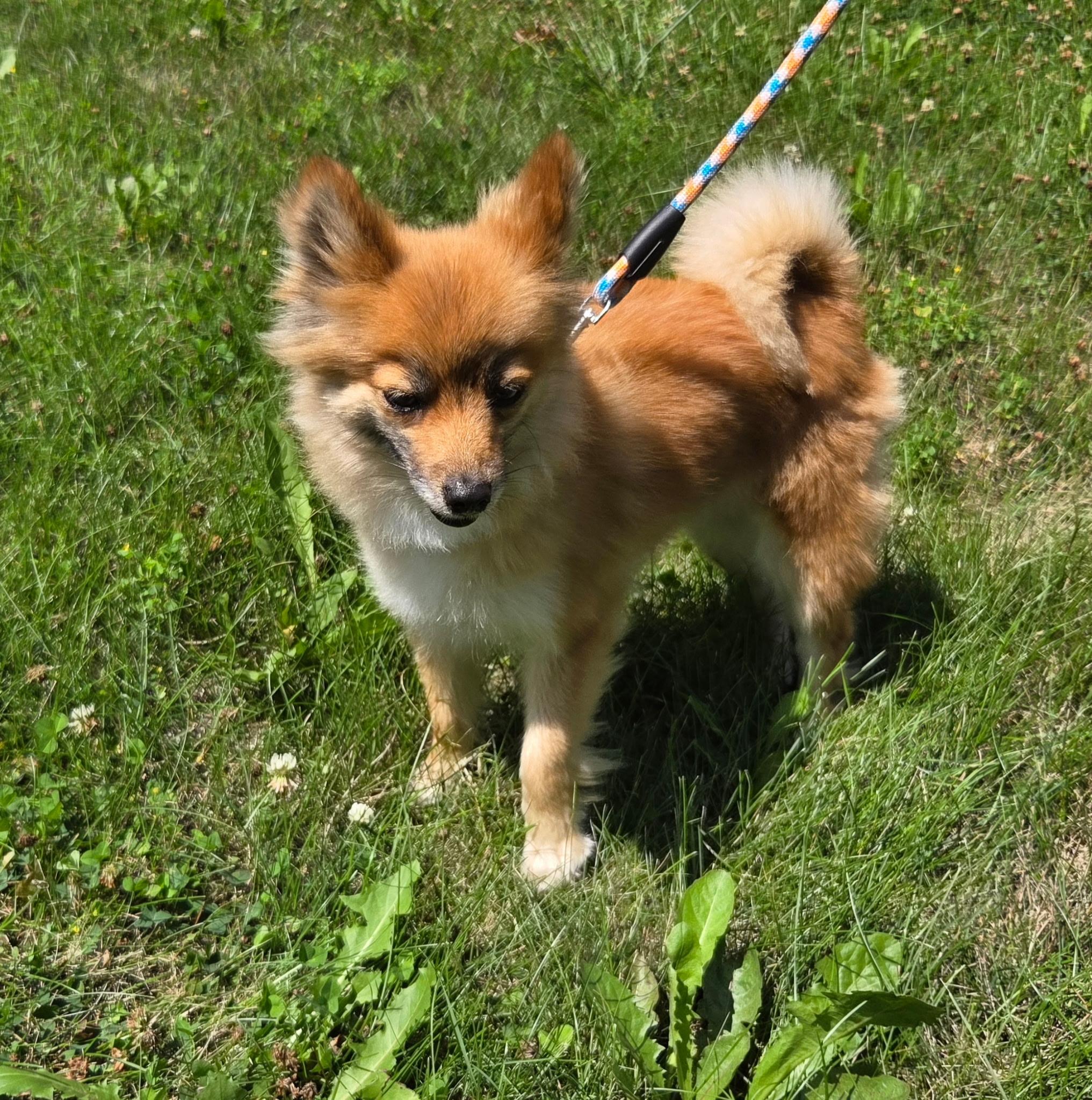 Trixie, ADOPTABLE, Young Female Pomeranian & Chihuahua.