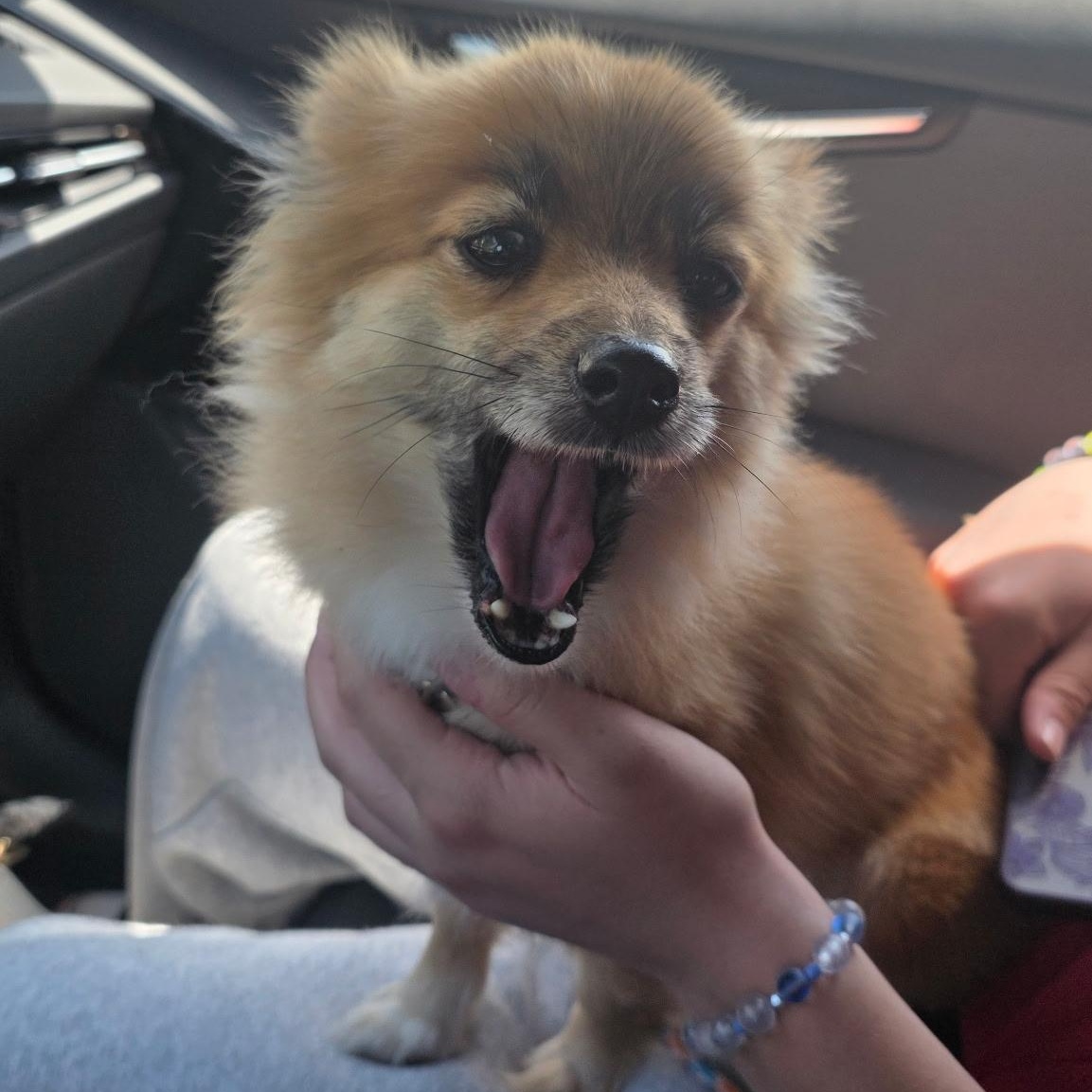 Trixie, a ADOPTABLE mixed breed in Mount Prospect, IL image 3/6