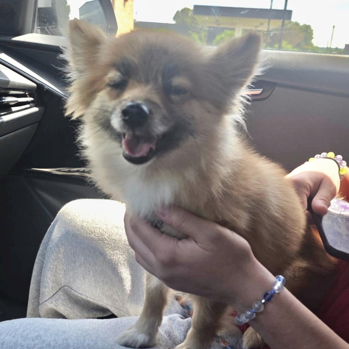 Trixie, a ADOPTABLE mixed breed in Mount Prospect, IL image 5/6
