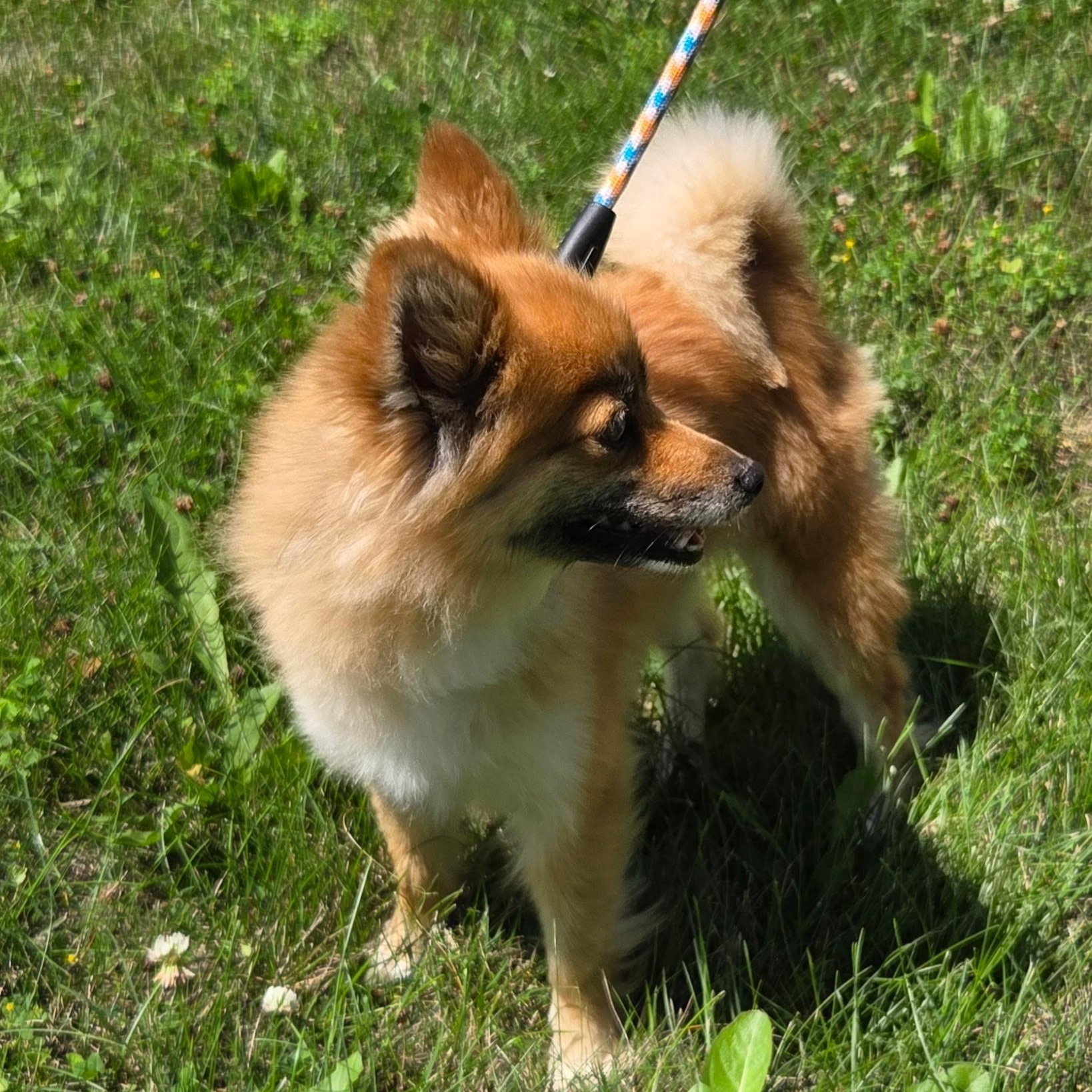 Trixie, a ADOPTABLE mixed breed in Mount Prospect, IL image 4/6
