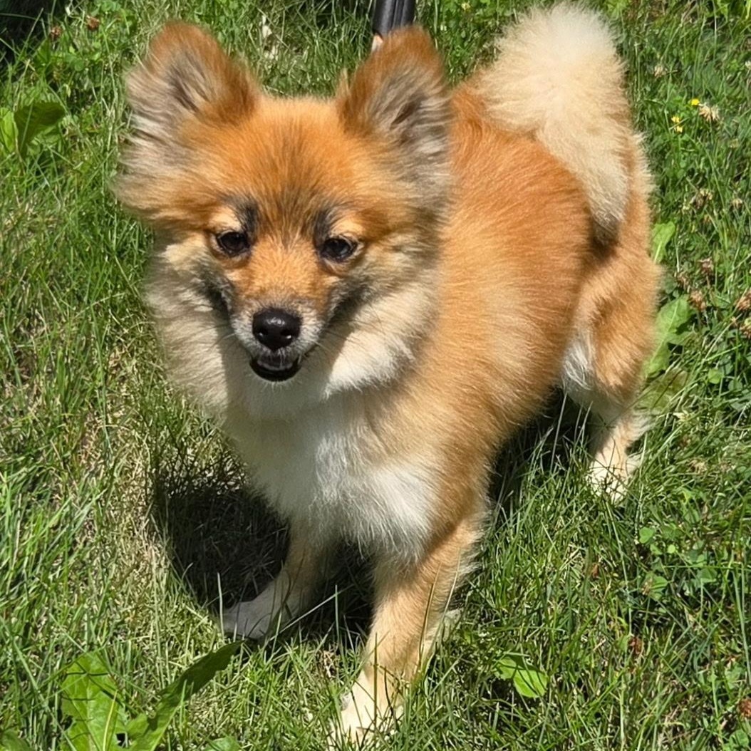 Trixie, a ADOPTABLE mixed breed in Mount Prospect, IL image 2/6