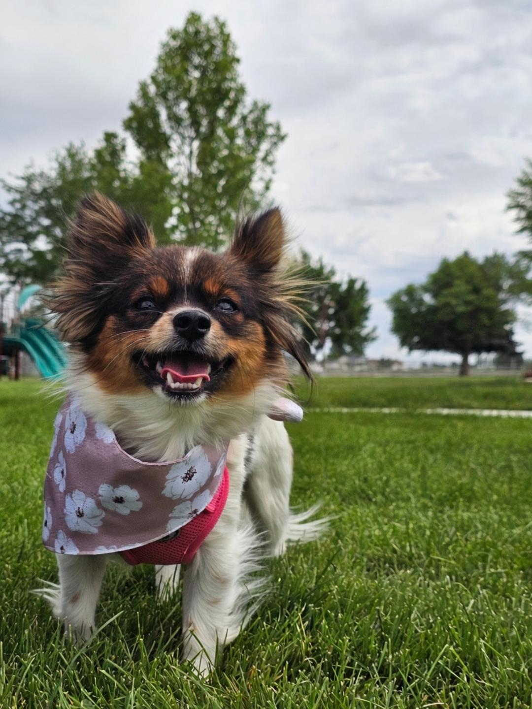 Enlarge Shyann, a Adopted mixed breed in Twin Falls, ID image 1/6