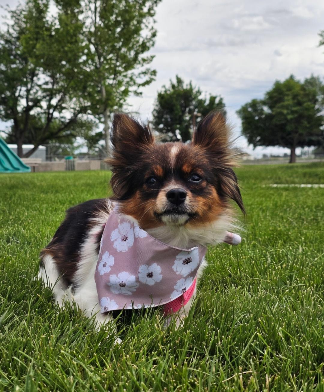 Enlarge Shyann, a Adopted mixed breed in Twin Falls, ID image 2/6